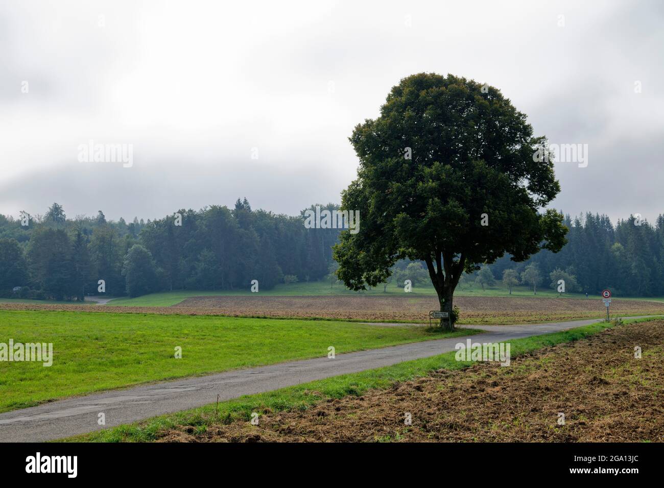 Farmroad e albero sulle Alpi Svevi vicino a Gomadingen, distretto di Reutlingen, Baden-Württemberg, Germania Foto Stock