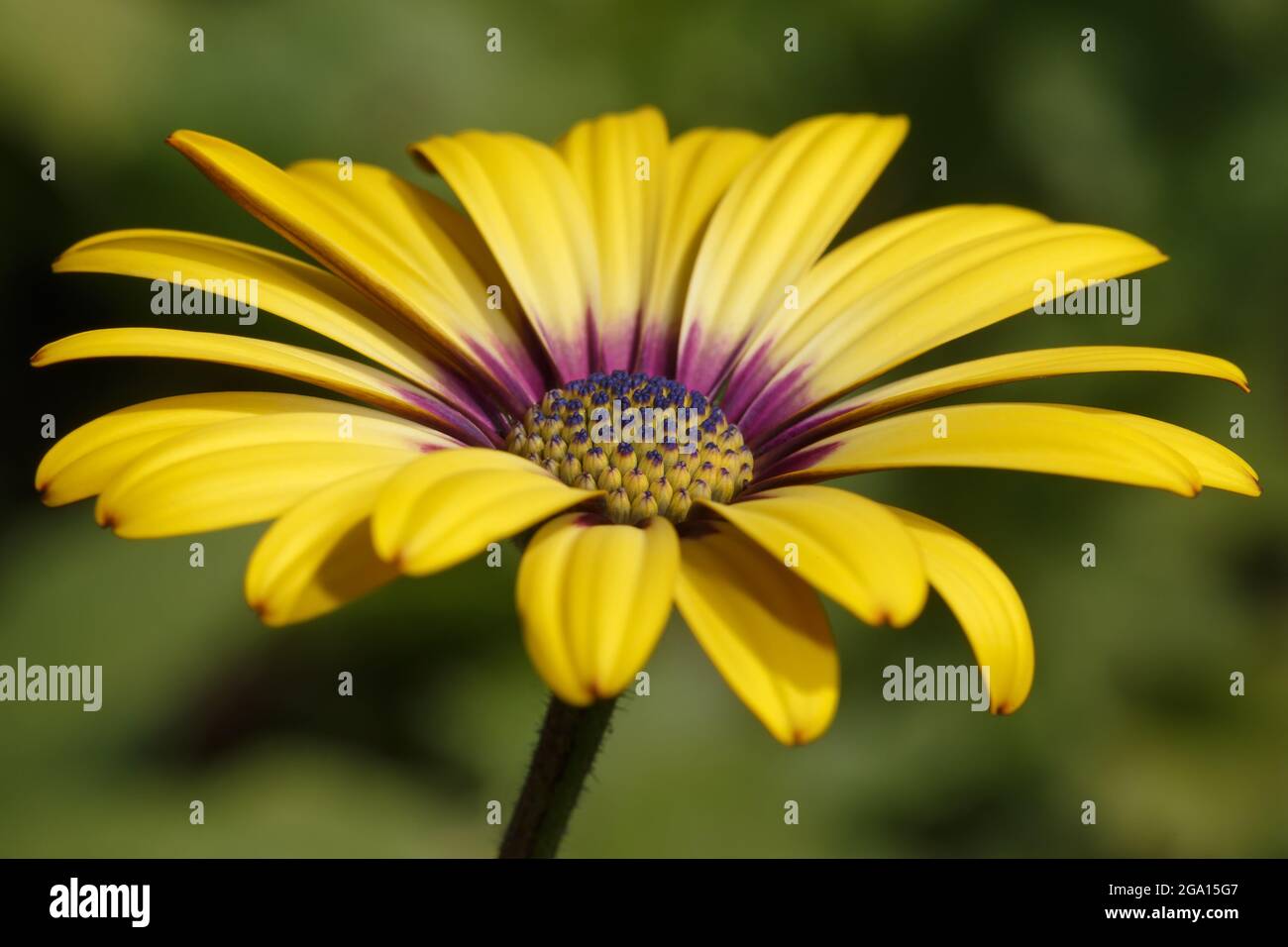 Primo piano di un fiore arctotis giallo con profondità di campo poco profonda. Vista laterale. Foto Stock