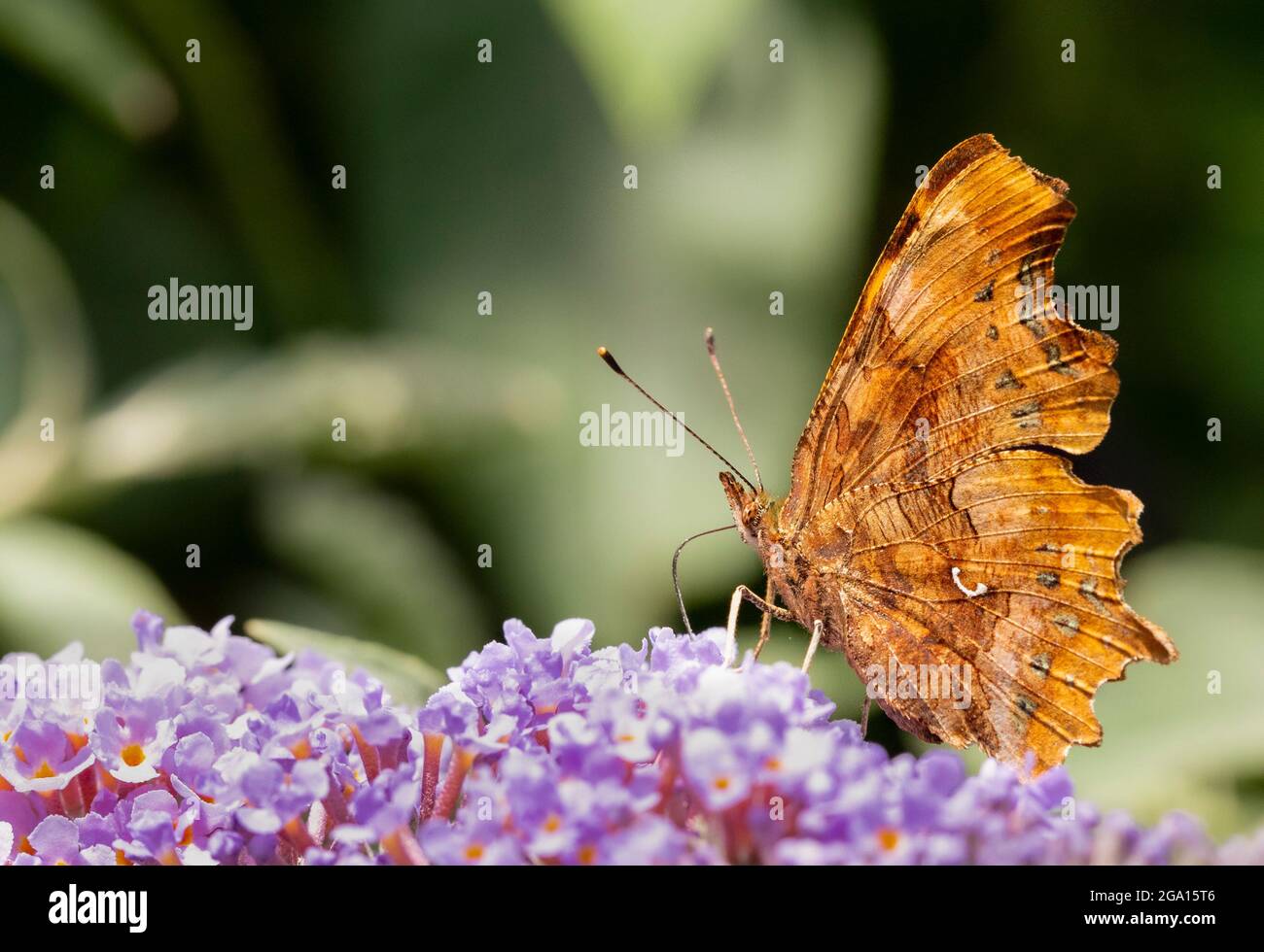 Virgola Butterfly, Polygonia c-album, arroccato in un prato inglese Foto Stock