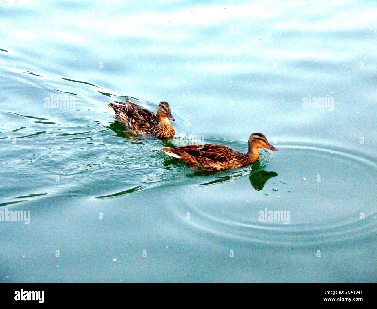 Due anatre sul lago Foto Stock