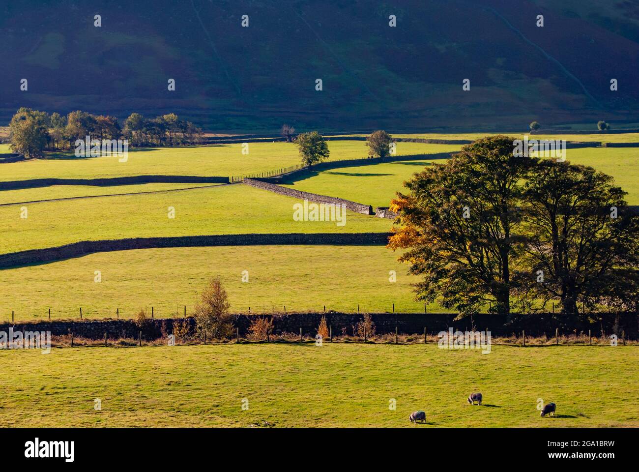Cumbria fattoria pascoli e pareti di pietra a secco a Langdale, Lake District, Inghilterra Foto Stock