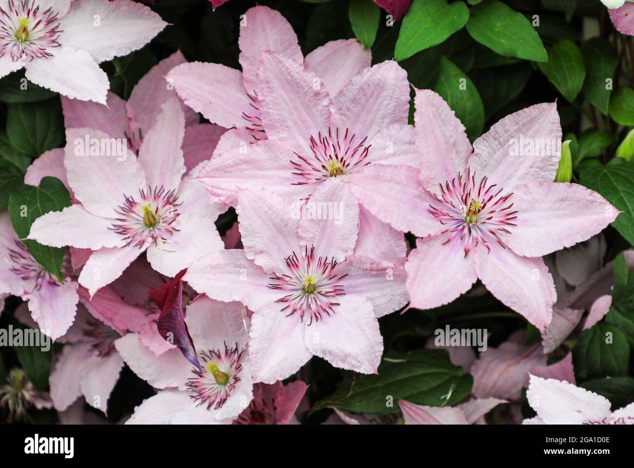 I fiori rosa di una pianta Clematis 'Hagley Hybrid' Foto Stock