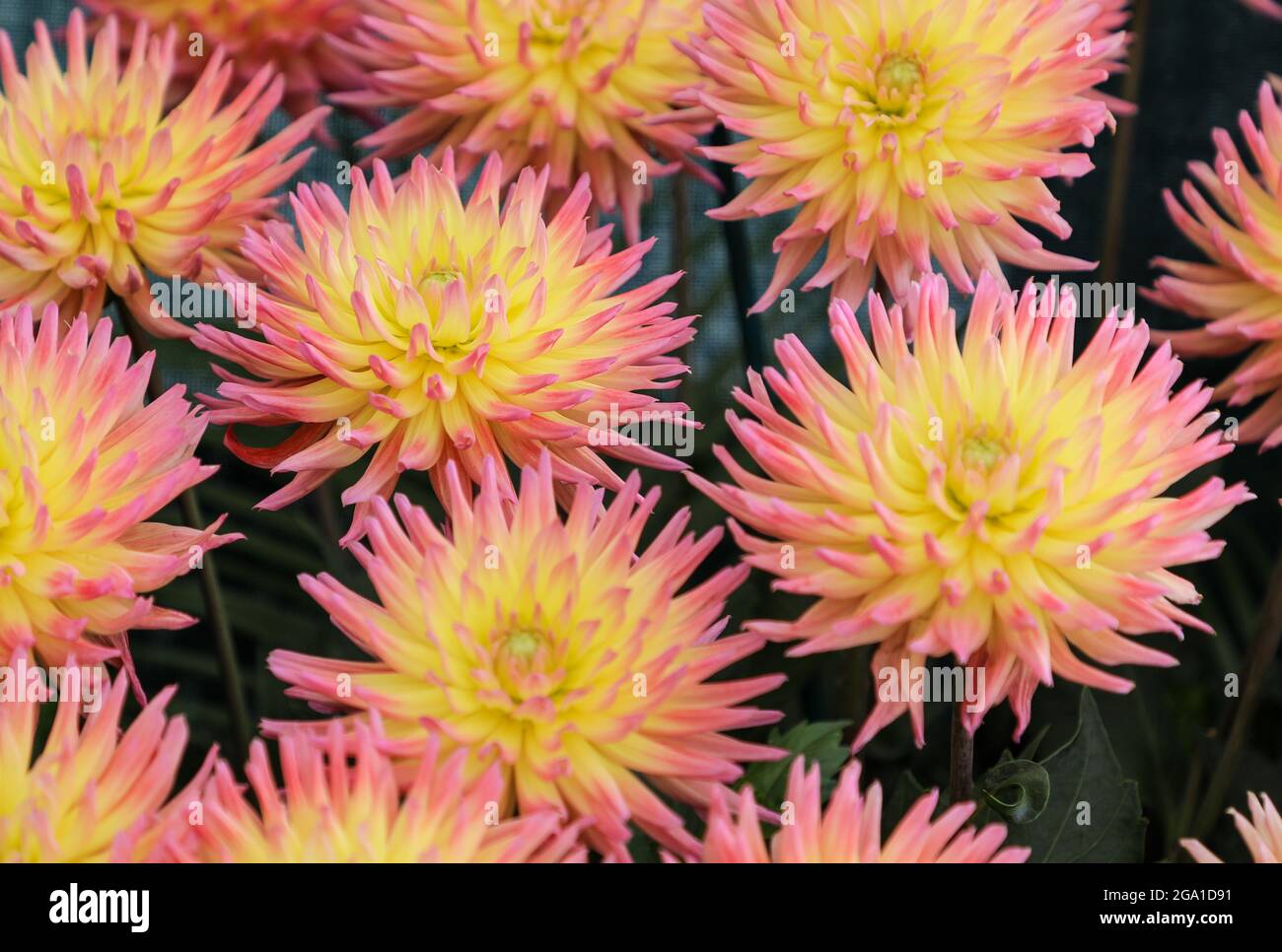 Teste di fiori gialle e rosa di una pianta di Dahlia "Karma Sangria" Foto Stock