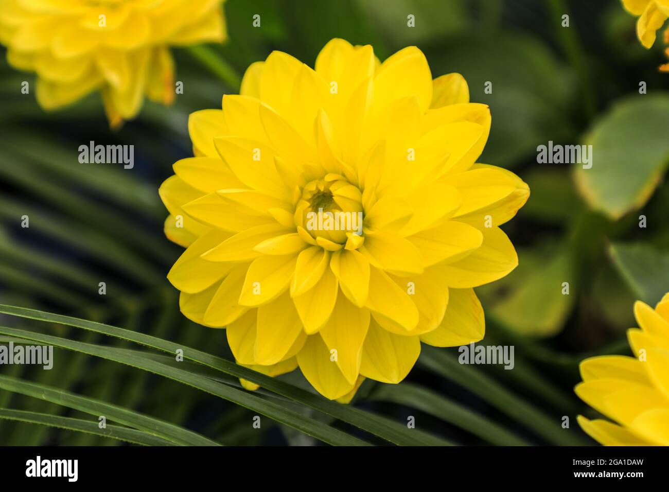 Una testa di fiore gialla di una pianta Dahlia 'American Sun' Foto Stock