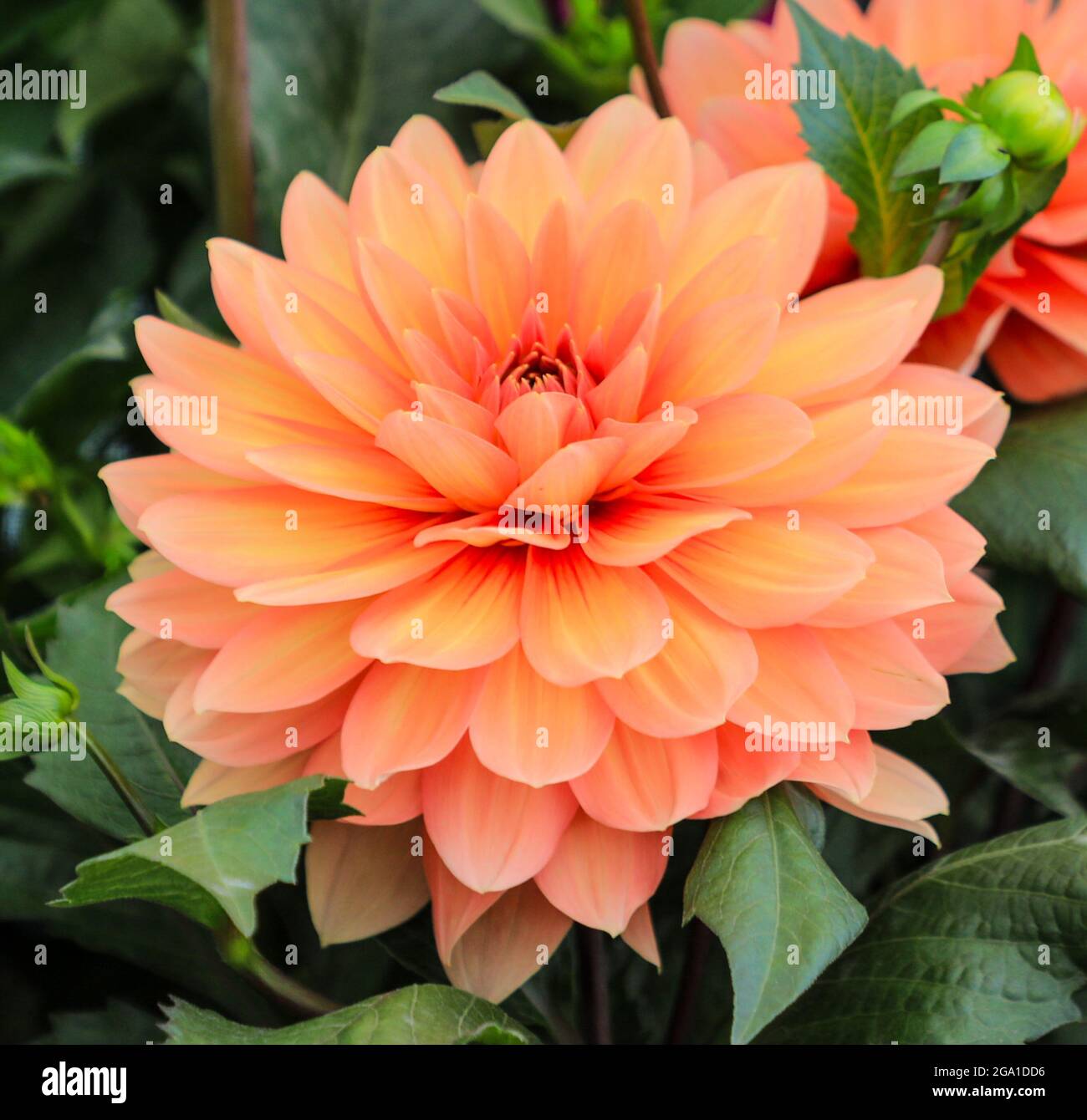 La testa di fiore arancione di una pianta di Dahlia 'Charlie Dimmock', Inghilterra, Regno Unito Foto Stock