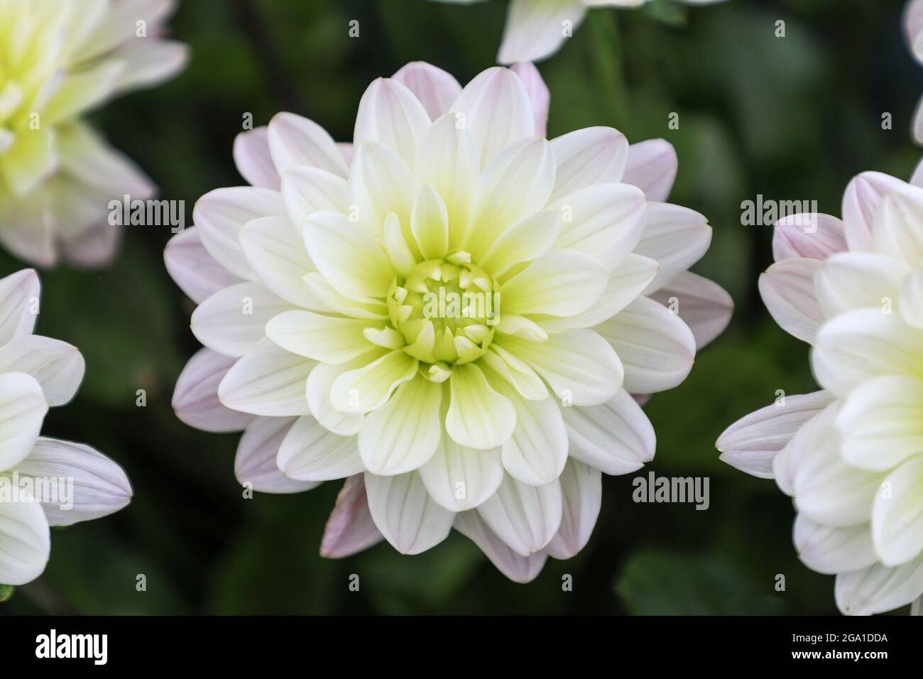 La testa di fiore bianca di una pianta di Dahlia 'la memoria di diana' Foto Stock
