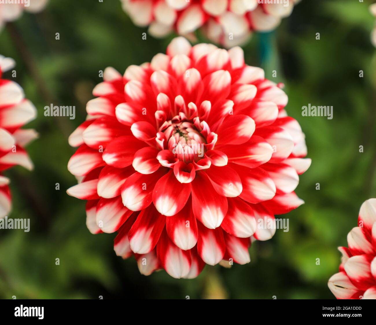 La testa floreale rossa e bianca di una pianta Dahlia "Dama" Foto Stock
