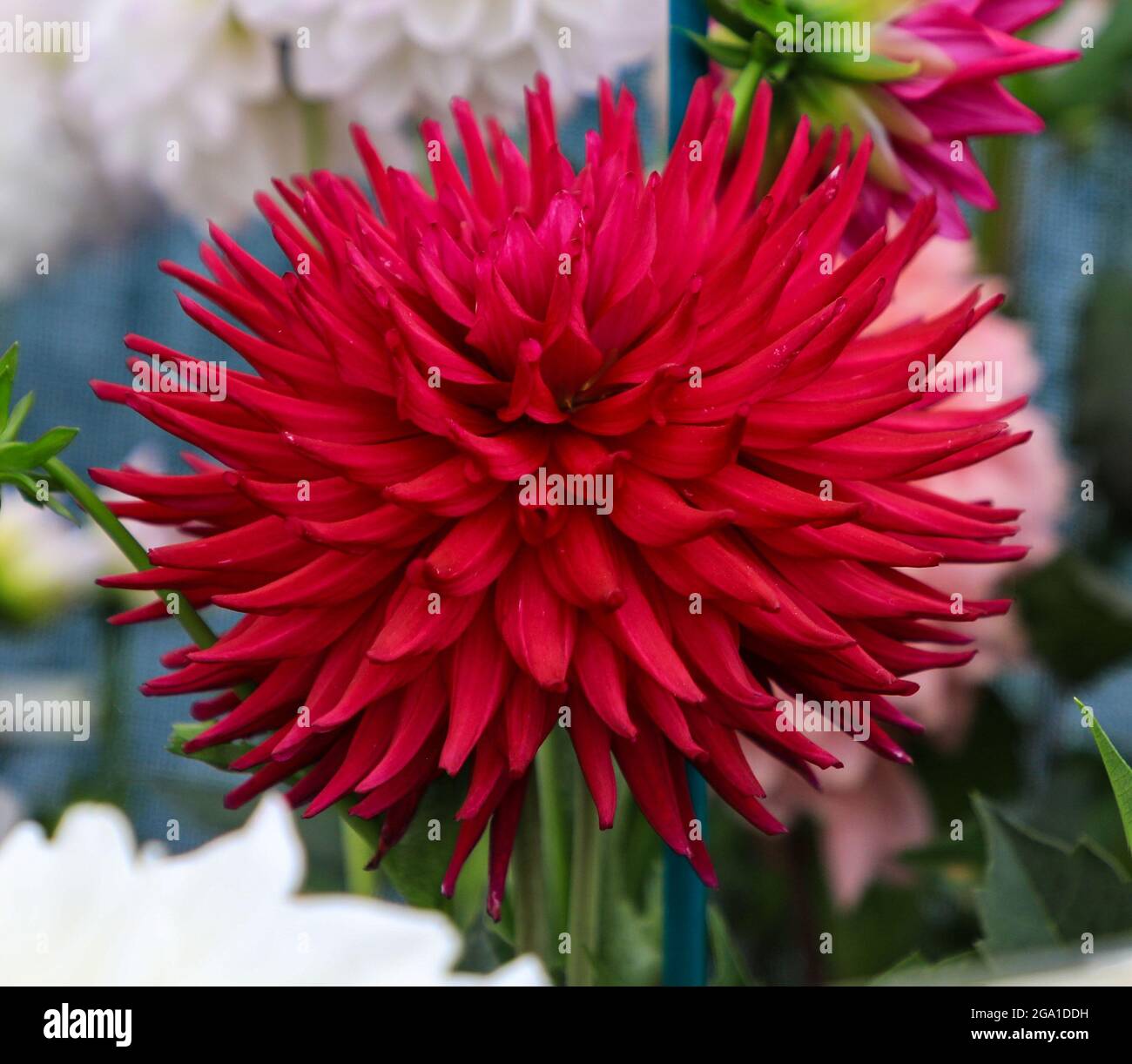 La testa di fiore rosso di una pianta di Dahlia 'Hillcrest Royal' Foto Stock