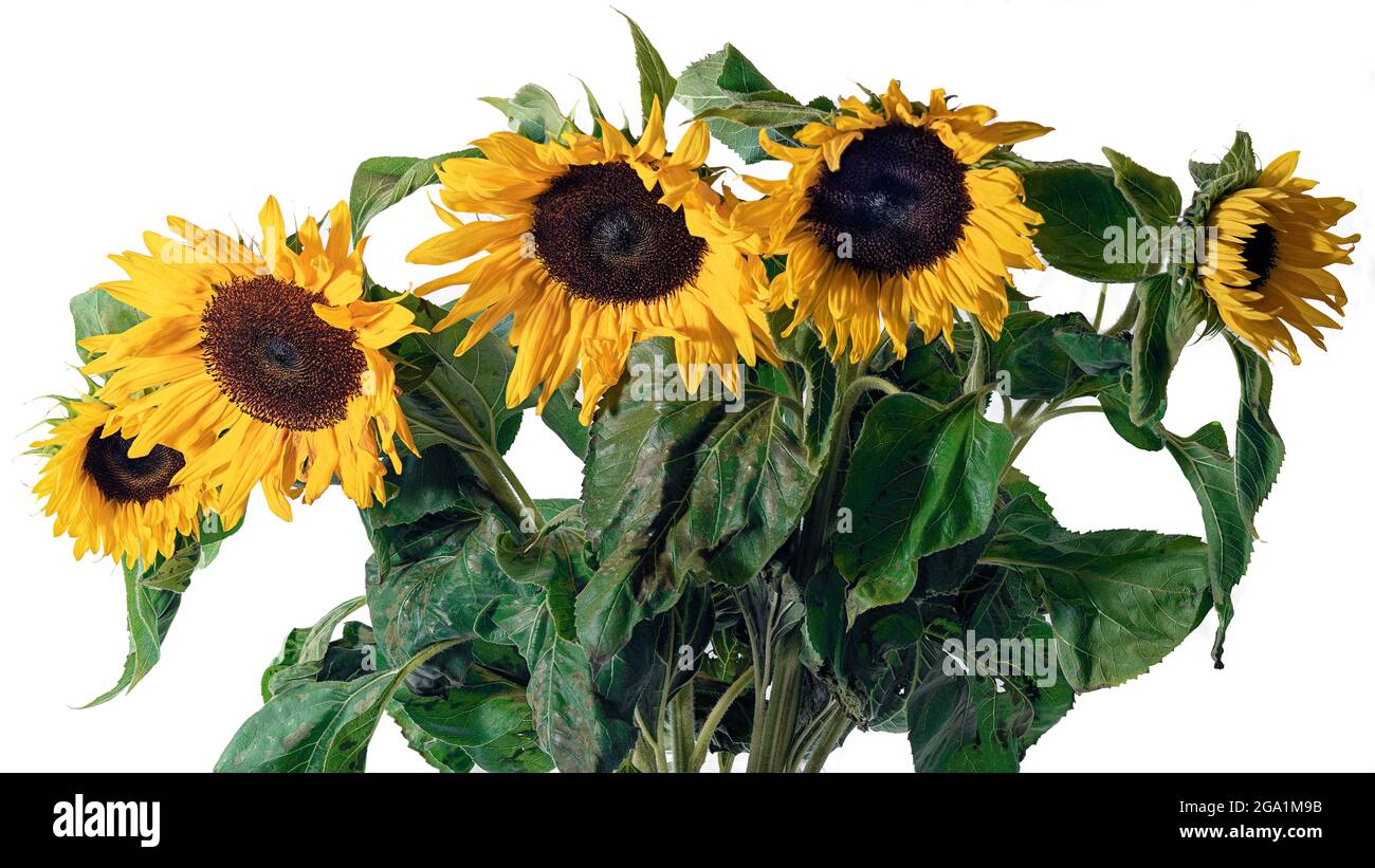 Sonnenblumen Foto Stock