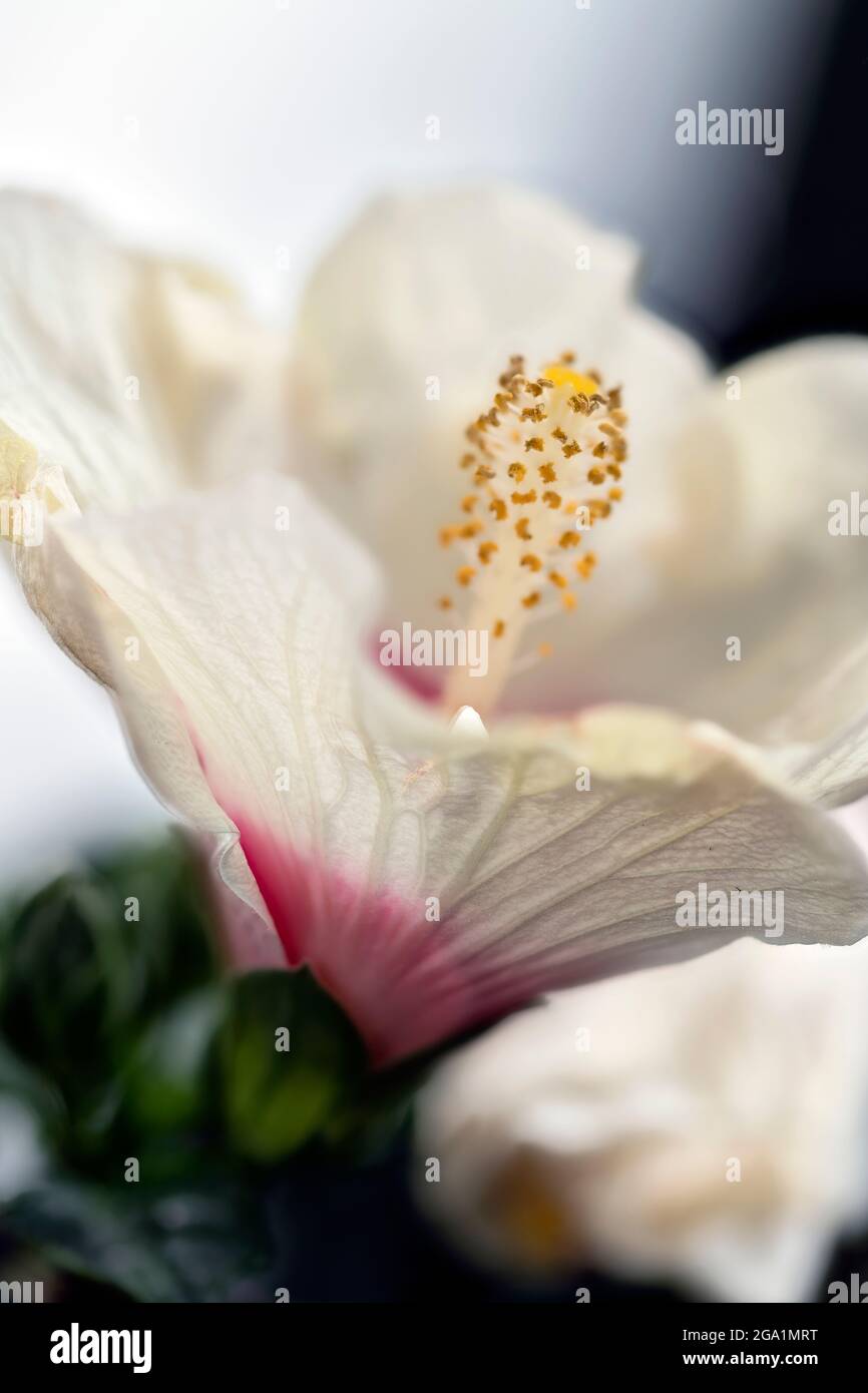 Hibiscus rosa sinensis Foto Stock