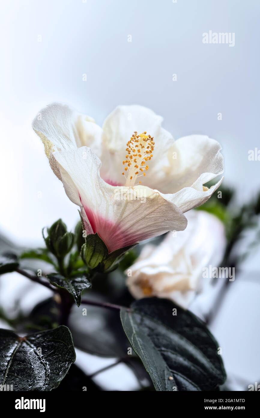 Hibiscus rosa sinensis Foto Stock