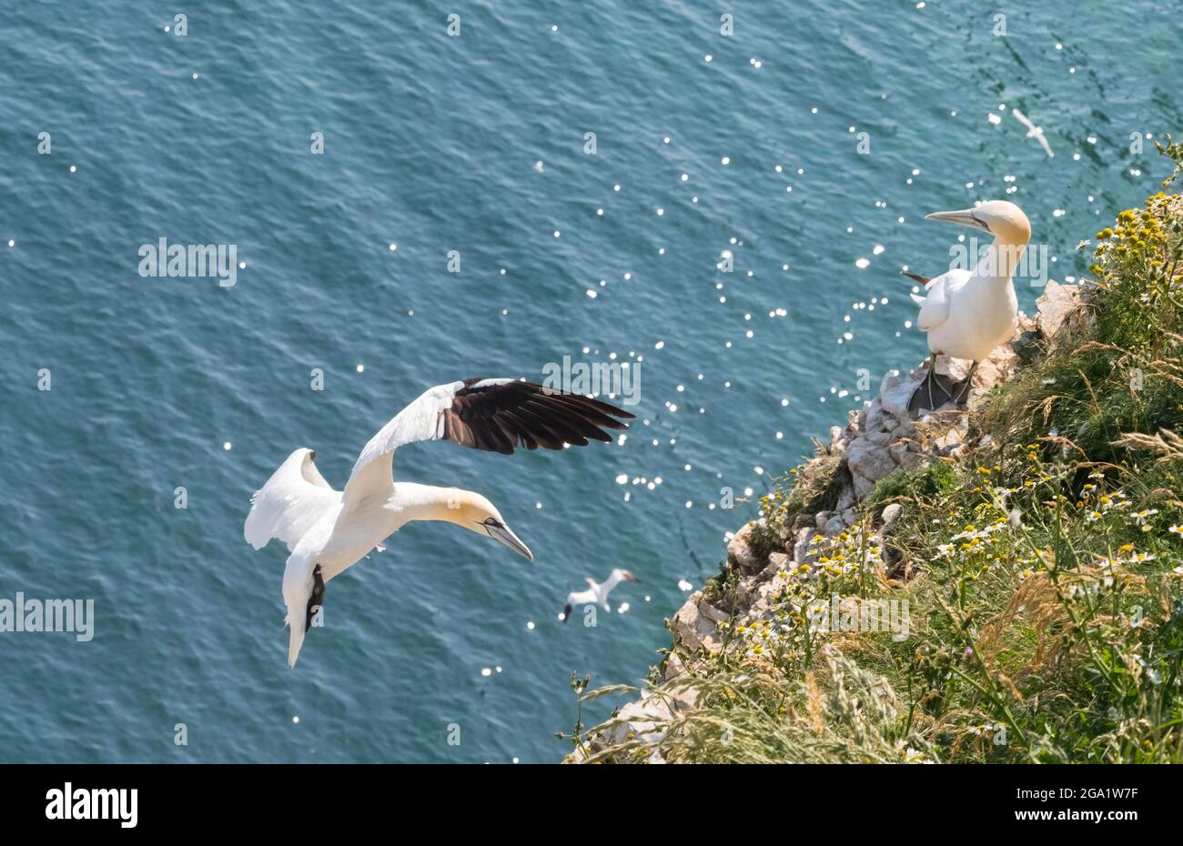 Un Gannet (morus faganus) vola su una sporgenza di roccia coperta di fiori selvatici con un mare frizzante below.another Gannet orologi dalla scogliera Foto Stock