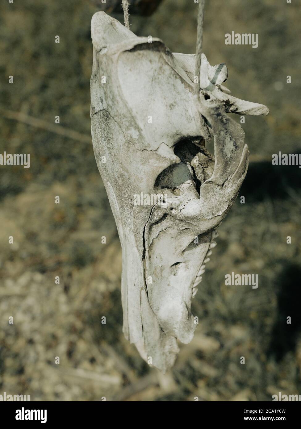 un cranio morto di un animale appeso su un albero, un simbolo pagano, foto Foto Stock