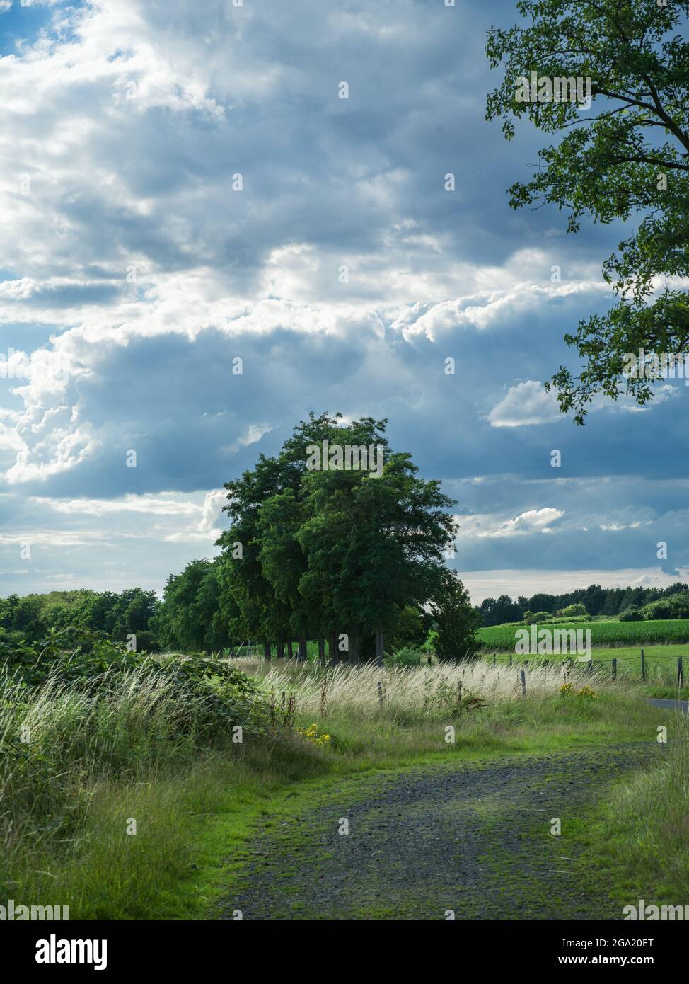 Una fila di alberi lungo una strada sterrata tra i campi. Foto Stock