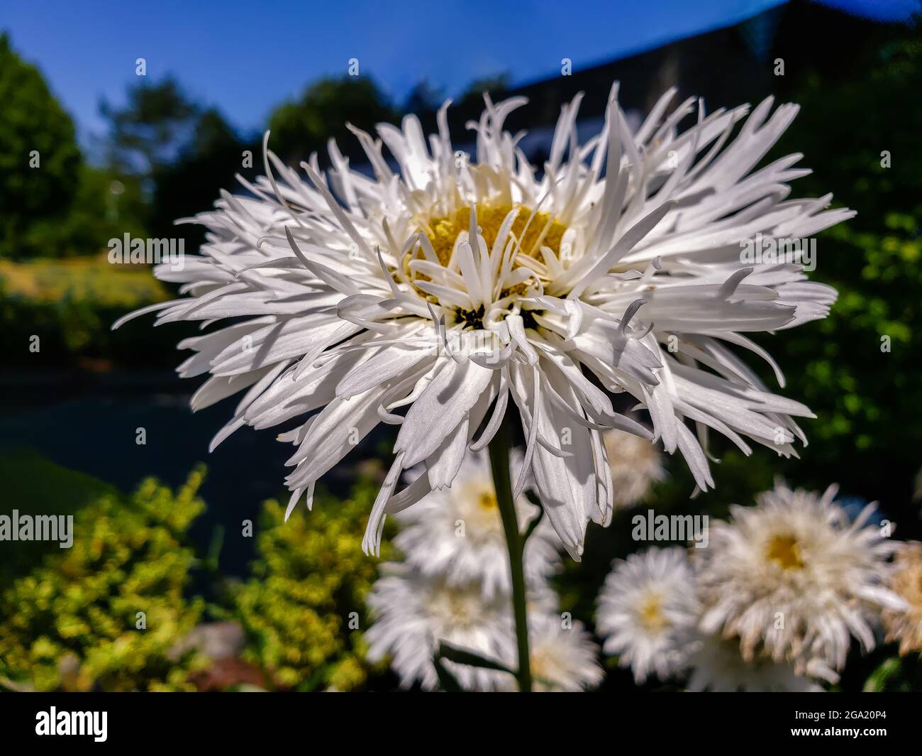 Fiore bianco con lunghi petali su sfondo di cespugli verdi e cielo blu Foto Stock