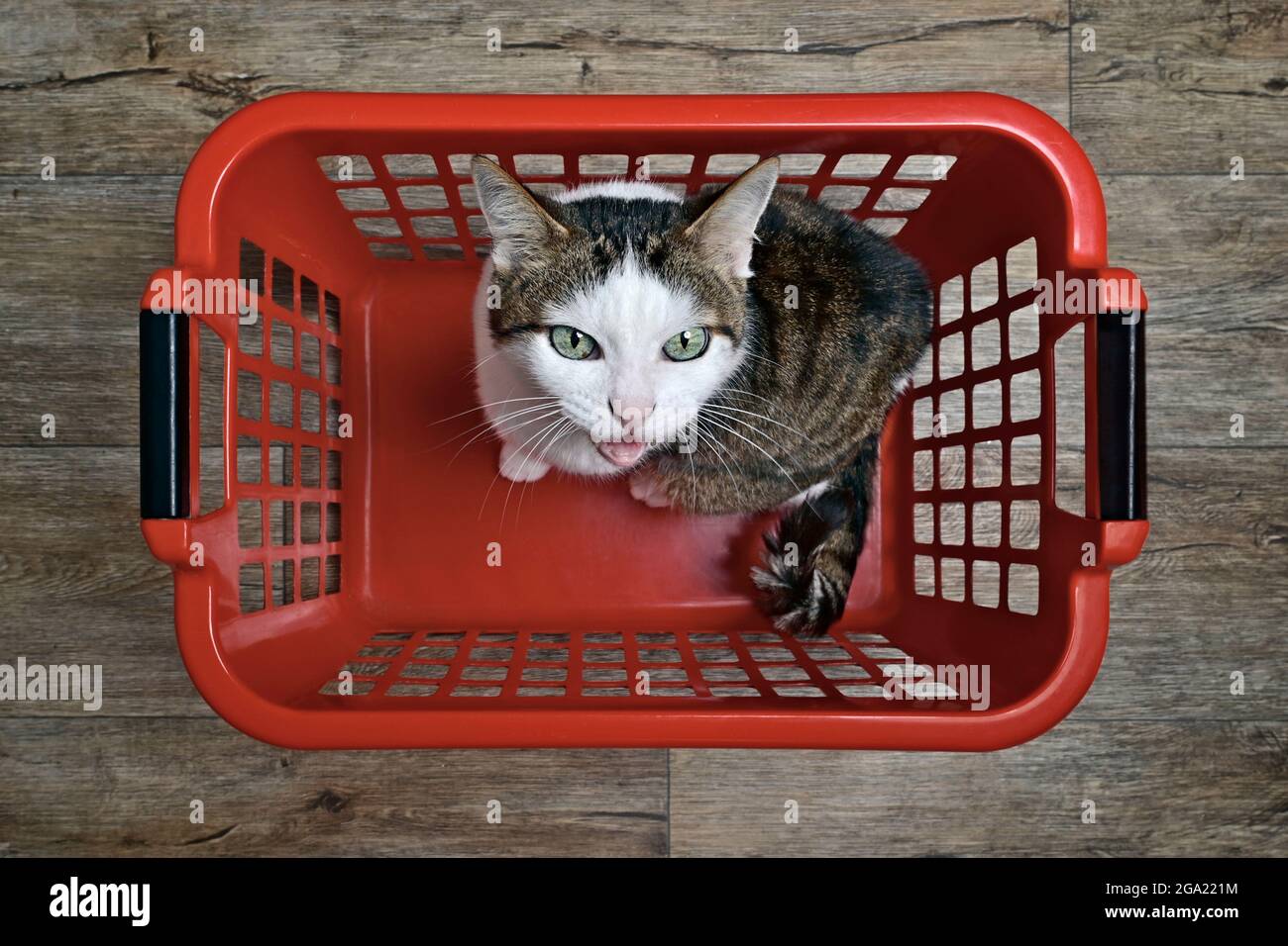 Carino gatto tabby seduto in un cesto di bucato rosso che gridano alla macchina fotografica, visto direttamente dall'alto. Foto Stock