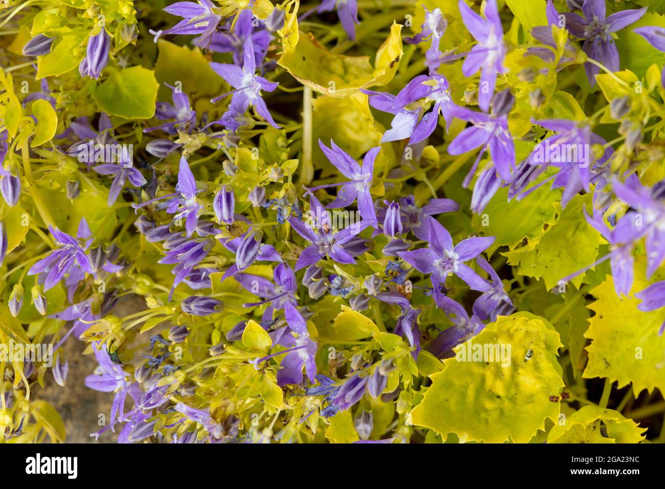 Prolifico Campanula Garganica ‘DOro di Rickson’ in fiore pieno, primo piano ritratto di piante Foto Stock