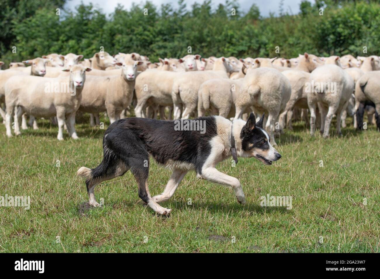 collie di bordo che arrotonda su pecora Foto Stock