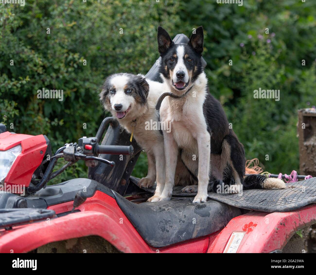 due cani da fattoria sedettero su una moto quad Foto Stock