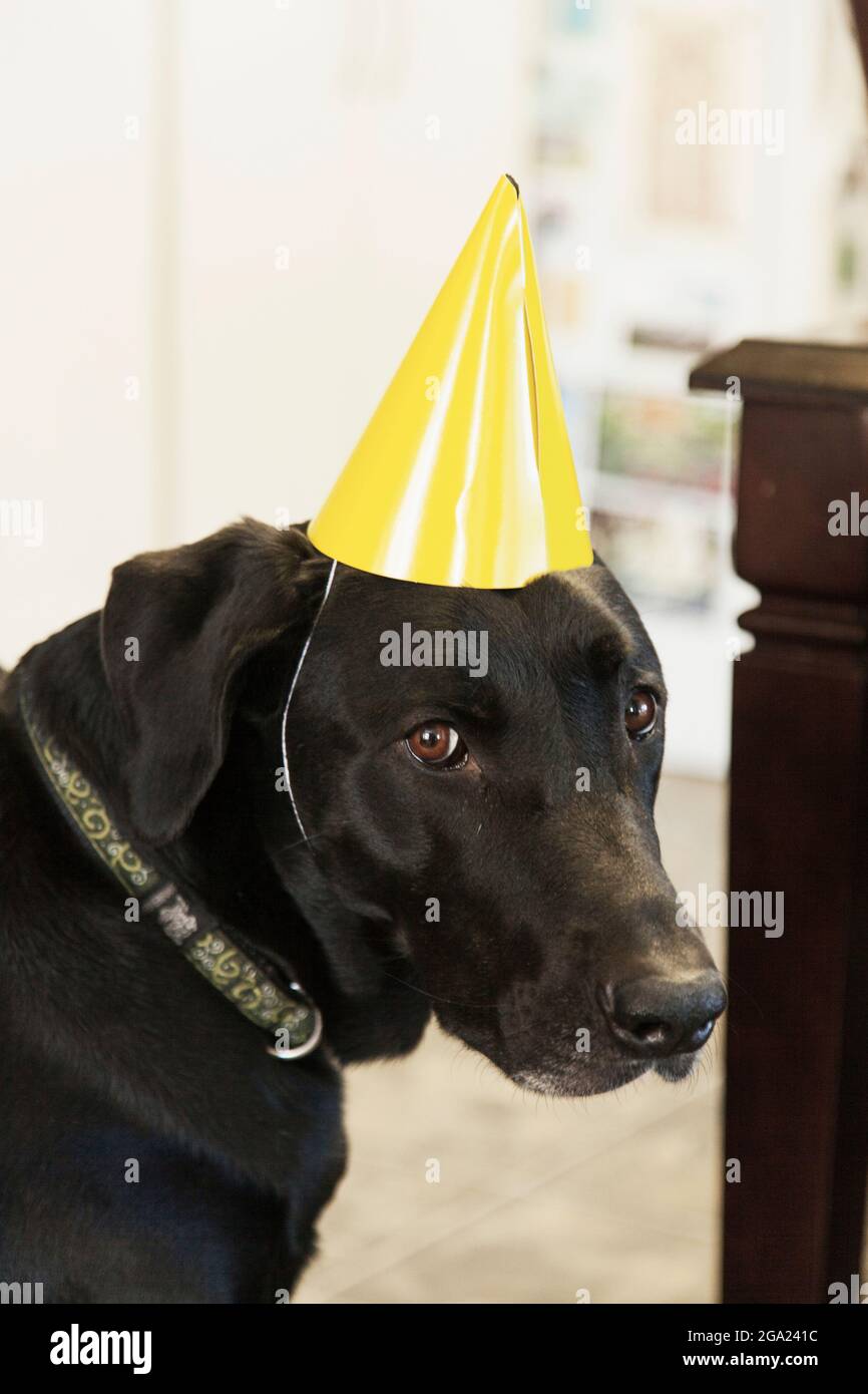 Grande cane con un cappello giallo di compleanno. Foto Stock