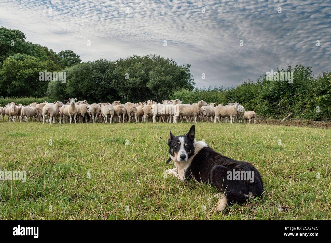 Il cane da pastore di bordo Collie arrotonda le pecore Foto Stock