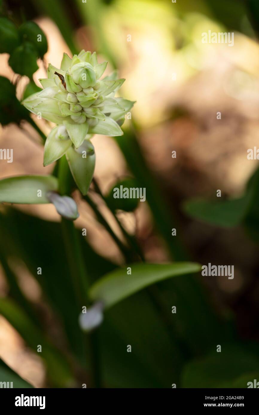 Hosta sieboldiana, primo piano fogliame e fiore Foto Stock