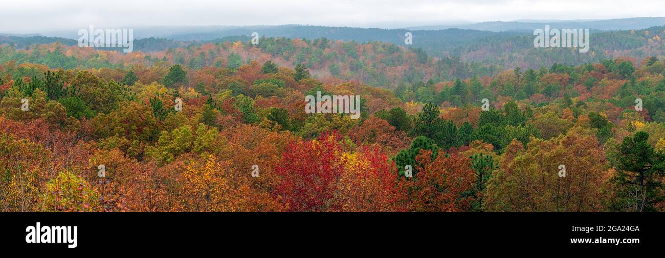 Banner web panoramico di colori autunnali fogliame nella Talladega National Forest. Foto Stock