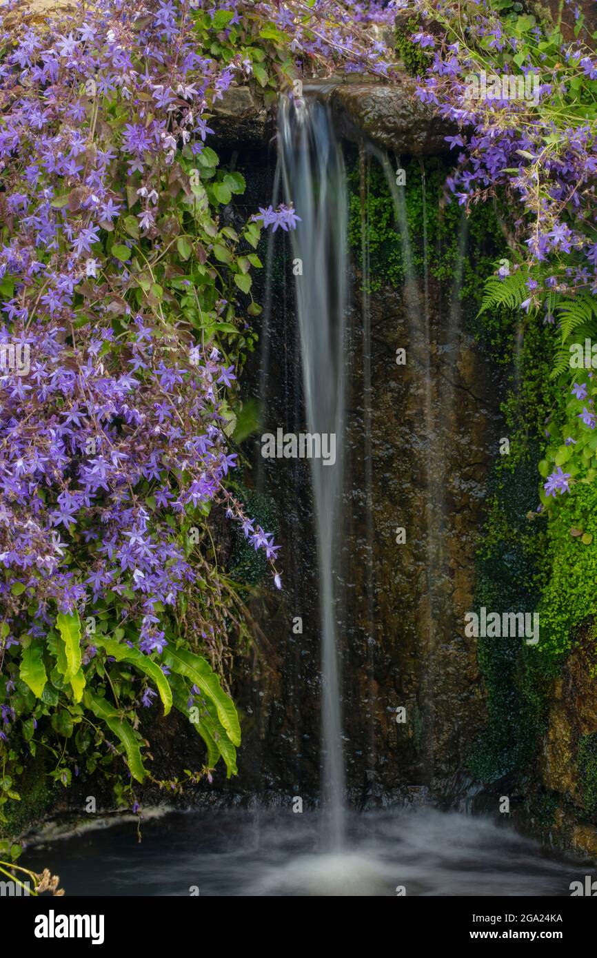 Prolifica Campanula Poscharskyana, fiore di coda, accanto ad una cascata, piante da giardino nel paesaggio Foto Stock