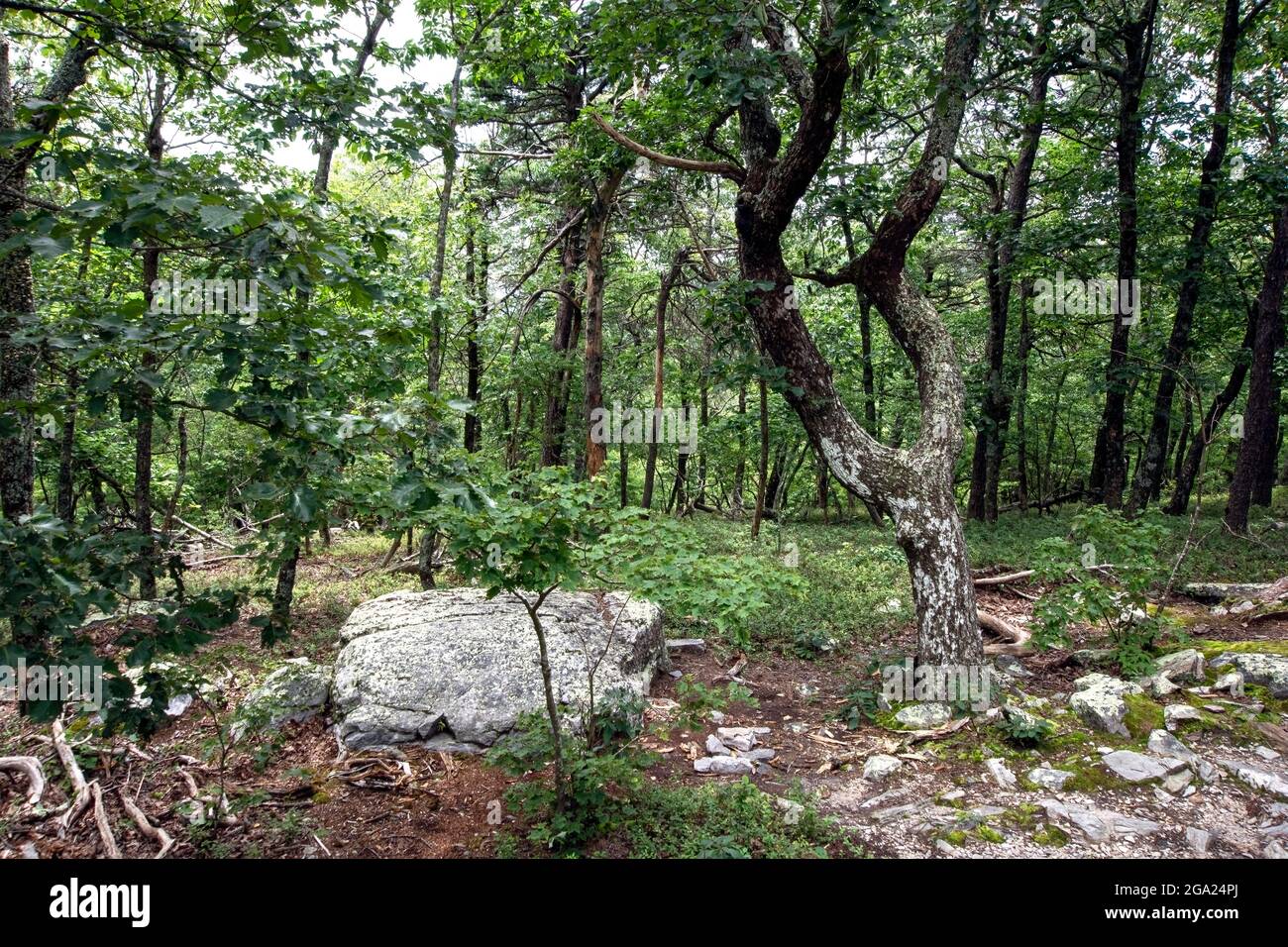 Foresta temperata su una cima meridionale dell'Appalachian. Foto Stock