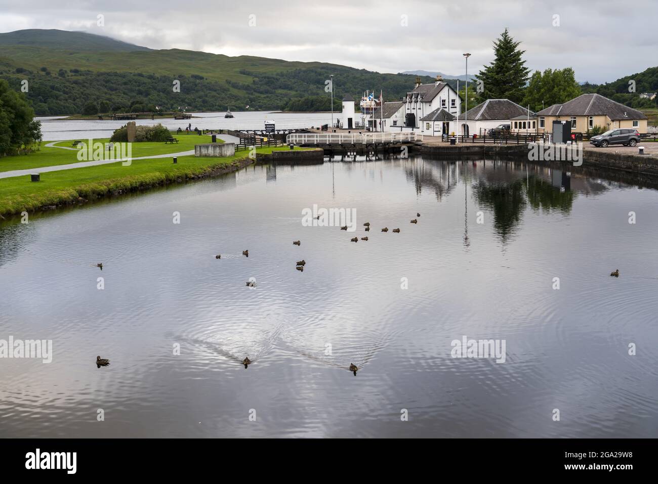 Le anatre nuotano nel canale Caledoniano vicino a Corpach, Scozia; Corpach, Scozia Foto Stock