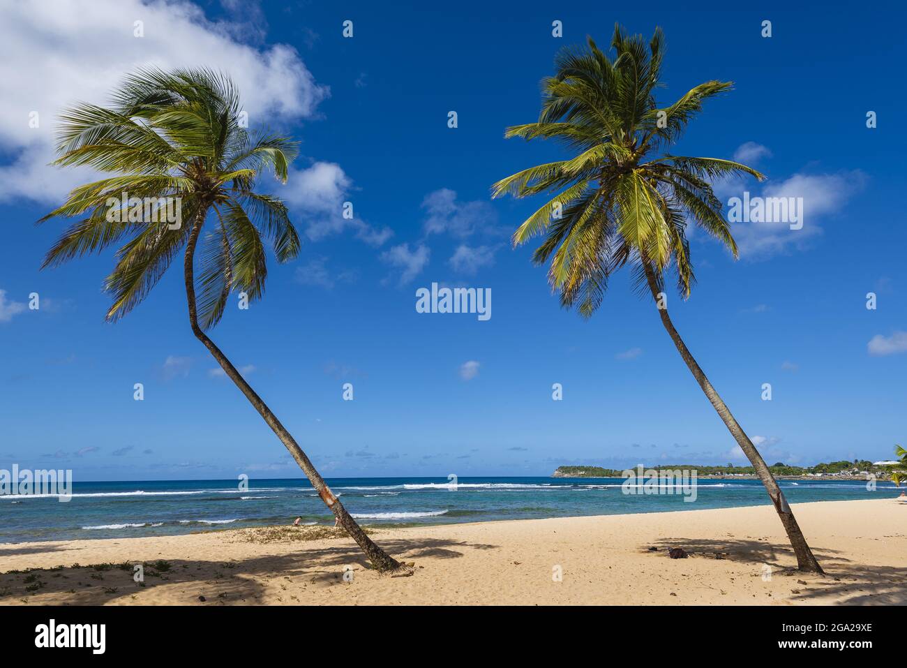 Palme sulla spiaggia di Anse-Bertrand, Guadalupa, Antille francesi; Anse-Bertrand, Grande-Terre; Guadalupa, Francia Foto Stock