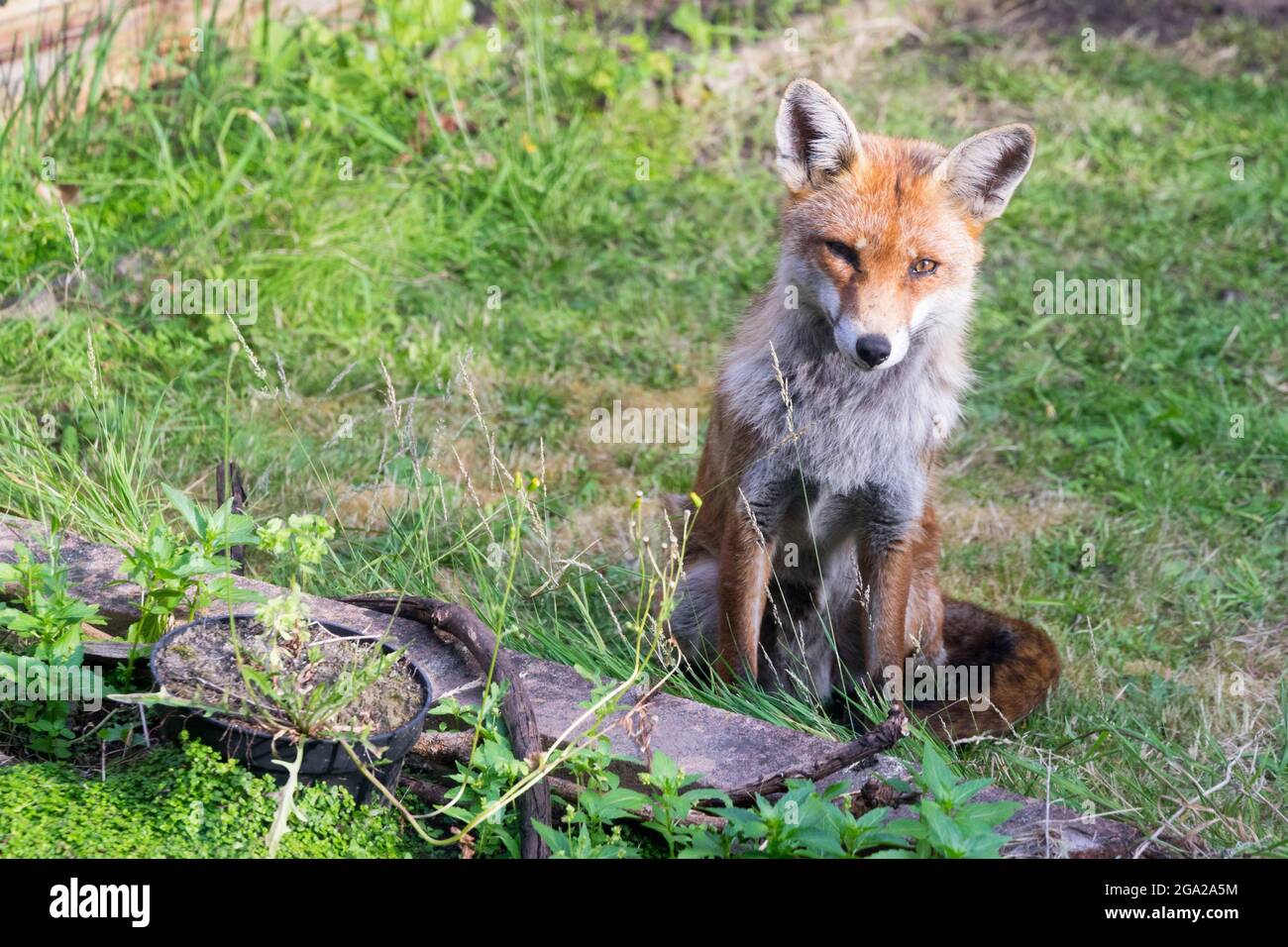 Fox (Vulpes vulpes) fissando in macchina fotografica nel giardino Londra Inghilterra Regno Unito Foto Stock