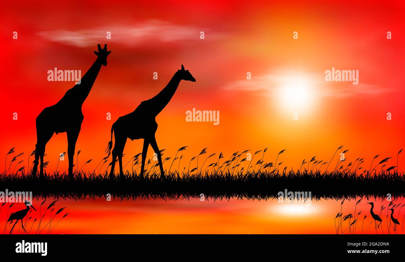 Sagome di giraffe sullo sfondo del tramonto. Giraffe sullo sfondo del tramonto sul lago. Illustrazione Vettoriale