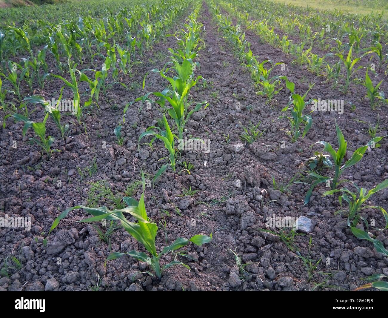 Terra con mais (poco) in Romania Foto Stock