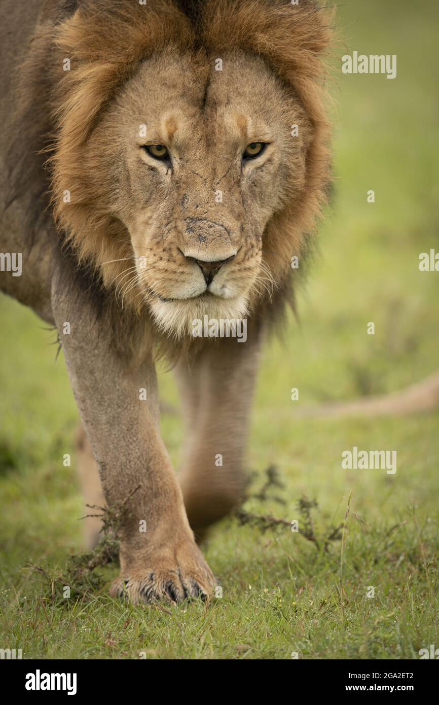 Primo piano del leone (Panthera leo leo) che attraversa l'erba guardando verso il basso, Maasai Mara National Reserve; Narok, Masai Mara, Kenya Foto Stock