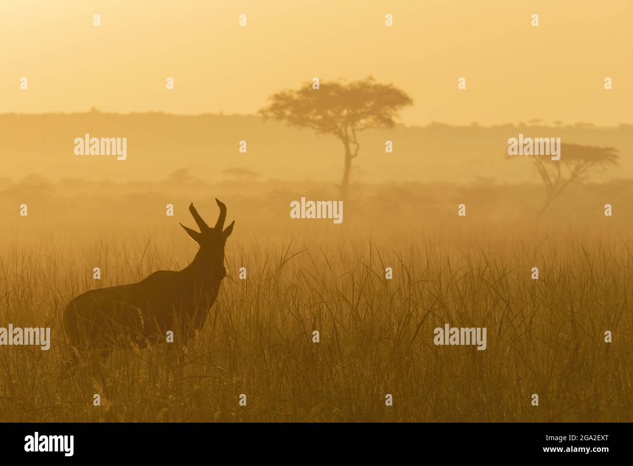 Tomi (Damaliscus lunatus jimela) si erge a distanza con alberi all'alba, la Riserva Nazionale di Maasai Mara; Narok, Masai Mara, Kenya Foto Stock