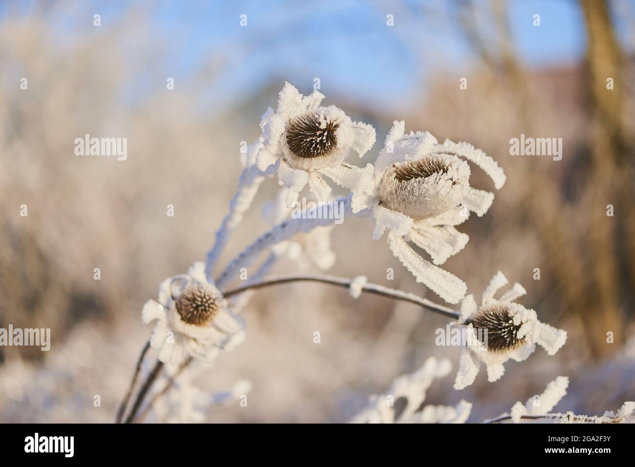 Pianta surgelata di cucchiaino indiano (Dipsacus sativus); Baviera, Germania Foto Stock
