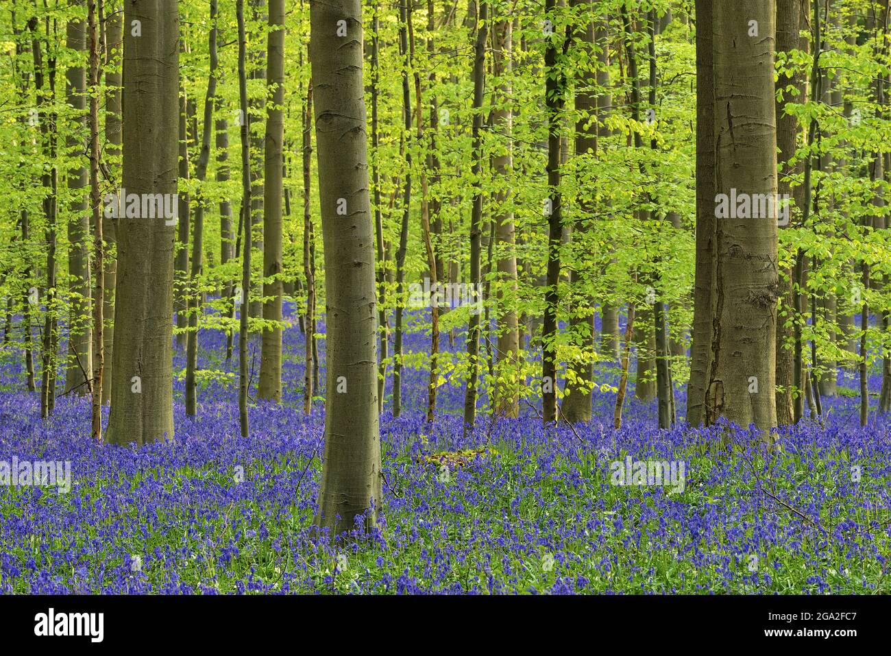 Fiori di Bluebell (Hyacinthoides non-scripta) tappeto legno duro foresta di faggio all'inizio della primavera Foto Stock