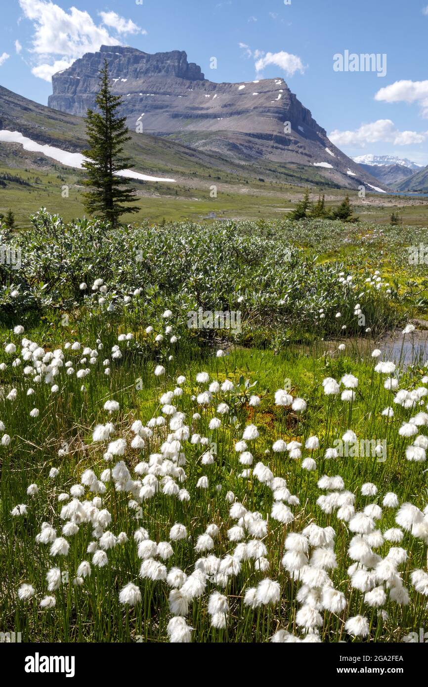 Fiori selvatici in un prato nelle Montagne Rocciose canadesi, Banff National Park; Alberta, Canada Foto Stock