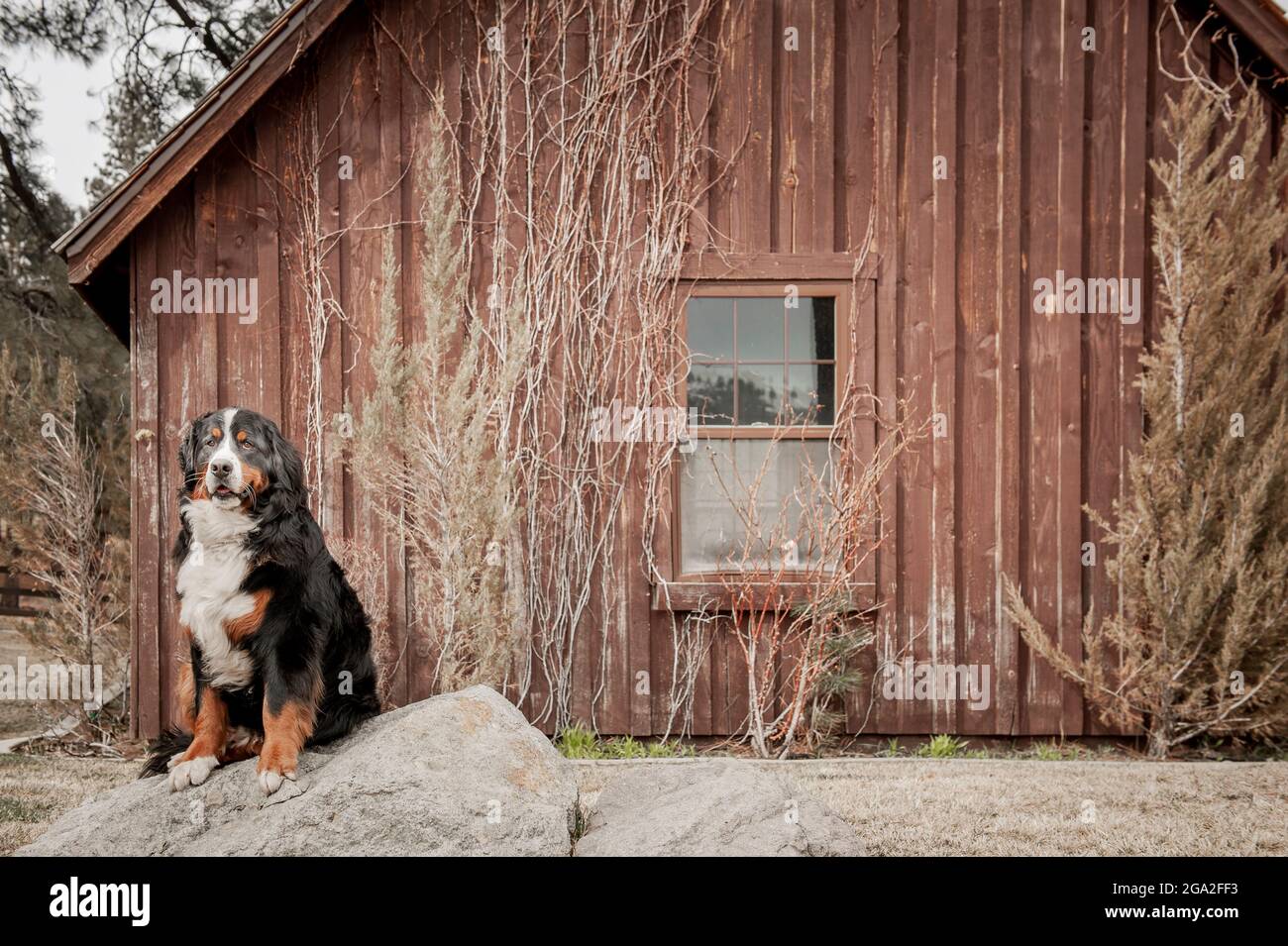 Ritratto di un cane di montagna Bernese seduto su una roccia all'esterno di una cabina di legno intemperie; Reno, Nevada, Stati Uniti d'America Foto Stock