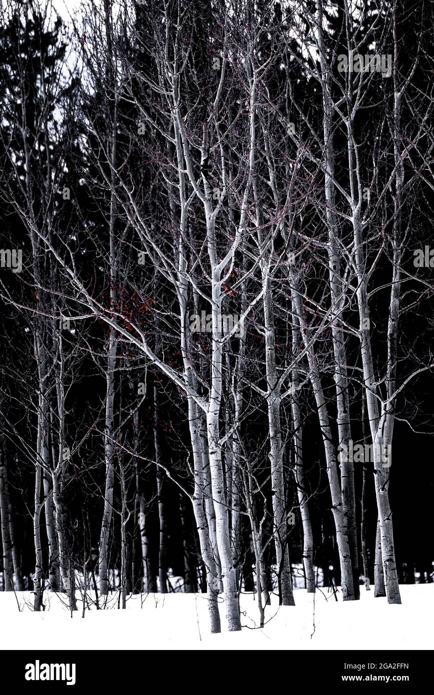 Alberi di Aspen senza fronzoli in inverno in una foresta lungo Old Fall River Road nel Rocky Mountain National Park; Colorado, Stati Uniti d'America Foto Stock