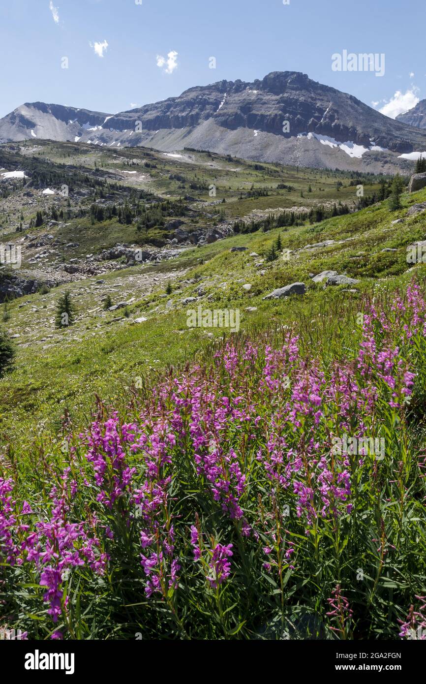 Fiori selvatici in un prato nelle Montagne Rocciose canadesi, Banff National Park; Alberta, Canada Foto Stock