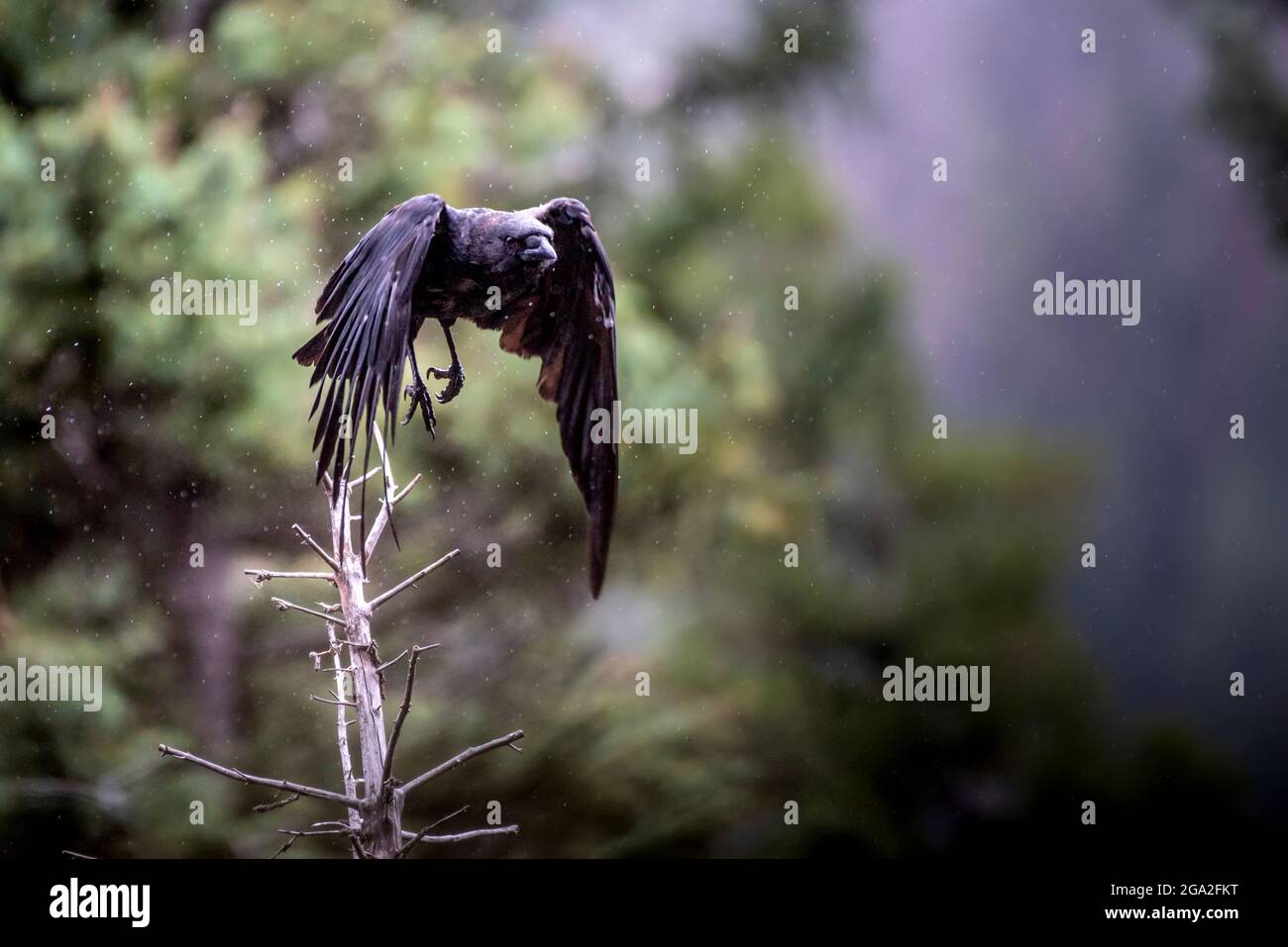 Corvo comune (Corvus Corax) decollo da un albero morto in una pioggia nelle Montagne Rocciose; Colorado, Stati Uniti d'America Foto Stock