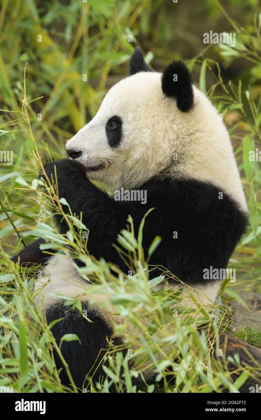 Panda gigante (Ailuropoda melanoleuca), prigioniero in uno zoo; Austria Foto Stock
