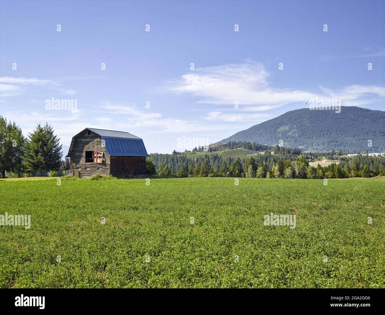 Creston Barn con un campo di fiati in primo piano e una cima di montagna sullo sfondo in una giornata di sole; Creston, Alberta, Canada Foto Stock