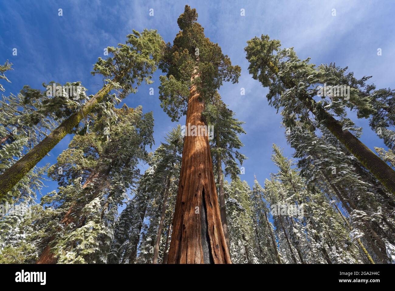 Redwoods in Snow in Mariposa Grove, Yosemite National Park; California, Stati Uniti d'America Foto Stock