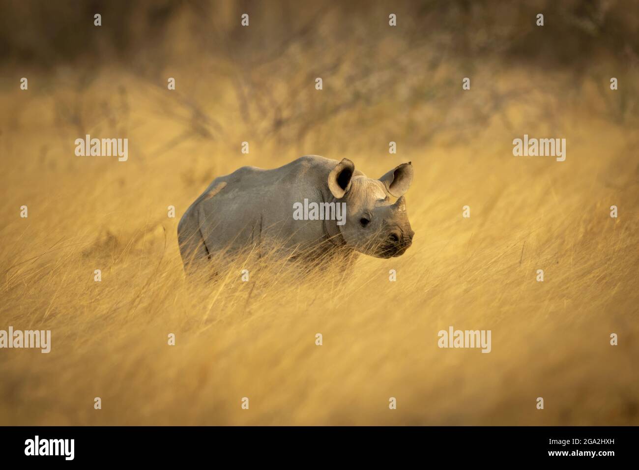 Vitello nero rhinoceros (Diceros bicornis) in piedi in un campo di erba lunga dorata sulla savana nel Parco Nazionale di Etosh; Otavi, Oshikoto, Namibia Foto Stock