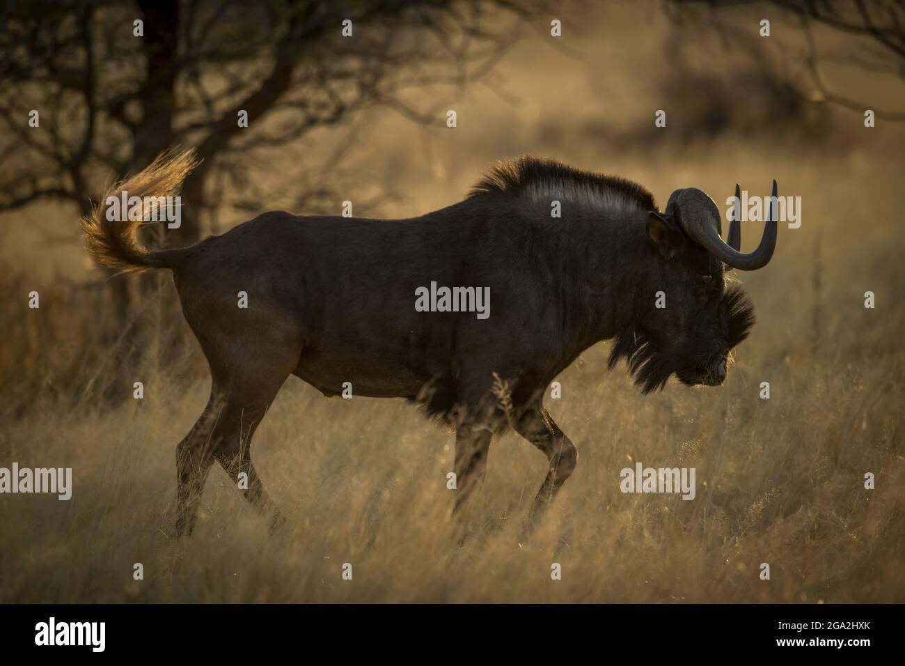 Profilo di nero wildebeest (Connochaetes gnou) camminando attraverso la lunga erba nella savana all'alba al Gabus Game Ranch Foto Stock