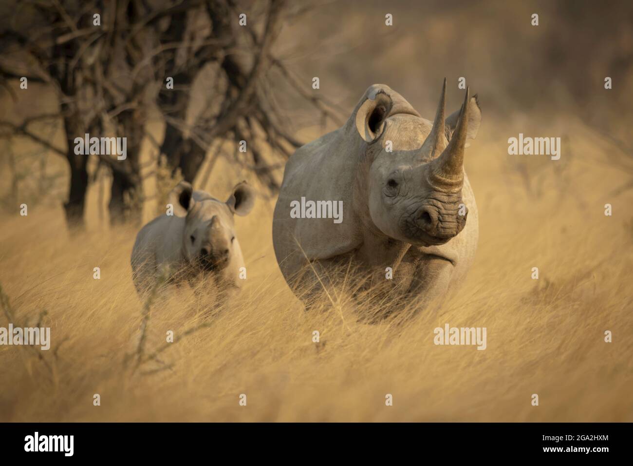 Rinoceronte nero e vitello (Diceros bicornis) in piedi in un campo di erba lunga dorata sulla savana guardando la macchina fotografica nel Parco Nazionale Etosh Foto Stock