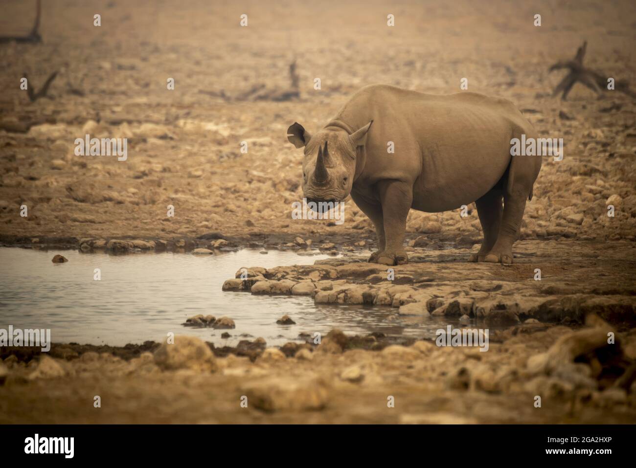Rinoceronte nero (Diceros bicornis) in piedi accanto ad un buco d'acqua nella telecamera affumicata per gli occhi nel Parco Nazionale di Etosh; Otavi, Oshikoto, Namibia Foto Stock